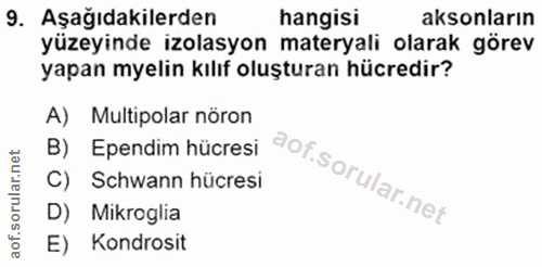 9. soru: Aşağıdakilerden hangisi aksonların yüzeyinde izolasyon materyali olarak görev yapan myelin kılıf oluşturan hücredir?…