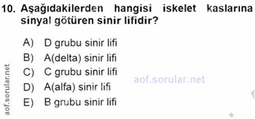 10. soru: Aşağıdakilerden hangisi iskelet kaslarına sinyal götüren sinir lifidir? A) D grubu sinir lifi B) A(delta) sinir lifi…