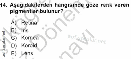 14. soru: Aşağıdakilerden hangisinde göze renk veren pigmentler bulunur? A) Retina B) Iris C) Kornea dot so ular.net D) Koroid…