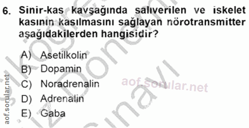6. soru: Sinir-kas kavşağında saliverilen ve iskelet kasınin kasılmasını sağlayan nörotransmitter aşağıdakilerden hangisidir?…