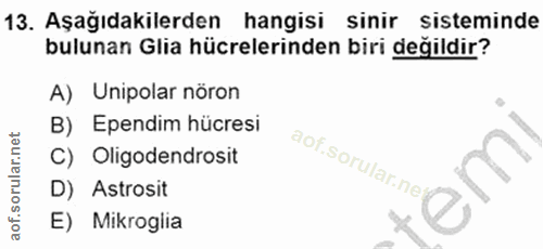 13. soru: Aşağıdakilerden hangisi sinir sisteminde bulunan Glia hücrelerinden biri değildir? A) Unipolar nöron B) Ependim hücre…
