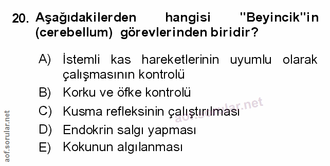 20. soru: Aşağıdakilerden hangisi "Beyincik" in (cerebellum) görevlerinden biridir? A) Istemli kas hareketlerinin uyumlu olarak…