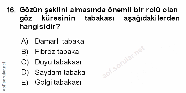 16. soru: Gözün şeklini almasında önemli bir rolü olan göz küresinin tabakası aşağıdakilerden hangisidir? A) Damarlı tabaka B)…