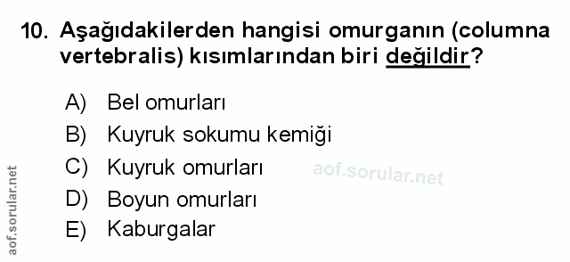 10. soru: Aşağıdakilerden hangisi omurganın (columna vertebralis) kısımlarından biri değildir? A) Bel omurları B) Kuyruk sokumu…