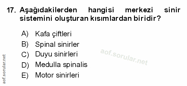 17. soru: Aşağıdakilerden hangisi merkezi sinir sistemini oluşturan kısımlardan biridir? A) Kafa çiftleri B) Spinal sinirler C)…
