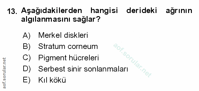 13. soru: Aşağıdakilerden hangisi derideki ağrının algılanmasını sağlar? A) Merkel diskleri B) Stratum corneum C) Pigment hücre…