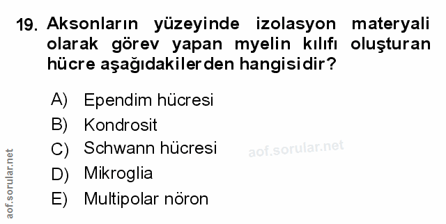 19. soru: Aksonların yüzeyinde izolasyon materyali olarak görev yapan myelin kılıfı oluşturan hücre aşağıdakiler den hangisidir…
