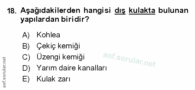18. soru: Aşağıdakilerden hangisi dış kulakta bulunan yapılardan biridir? A) Kohlea B) Çekiç kemiği C) Uzengi kemiği D)E Yarım…