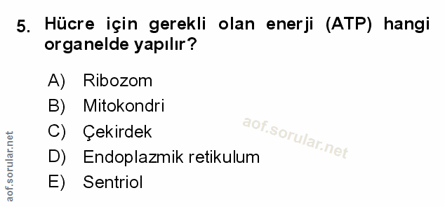 5. soru: Hücre için gerekli olan enerji (ATP) hangi organelde yapılır? A) Ribozom B) Mitokondri C) Çekirdek D) Endoplazmik ret…