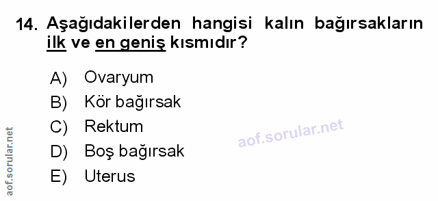 14. soru: Aşağıdakilerden hangisi kalın bağırsakların ilk ve en geniş kısmıdır? A) Ovaryum B) Kör bağırsak C) Rektum D) Boş bağ…