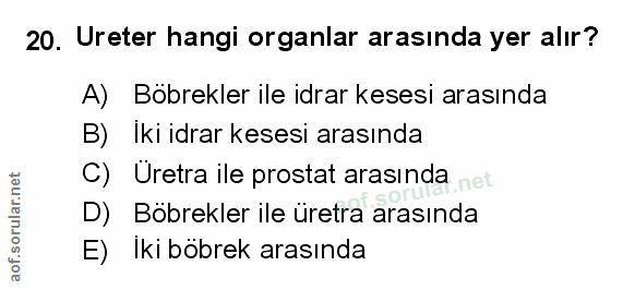 20. soru: Ureter hangi organlar arasında yer alır? A) Böbrekler ile idrar kesesi arasında B) Iki idrar kesesi arasında C) Uretr…
