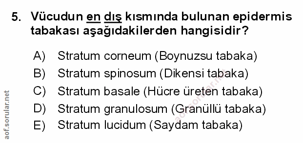 5. soru: Vücudun en dış kısmında bulunan epidermis tabakası aşağıdakilerden hangisidir? A) Stratum corneum (Boynuzsu tabaka) B…