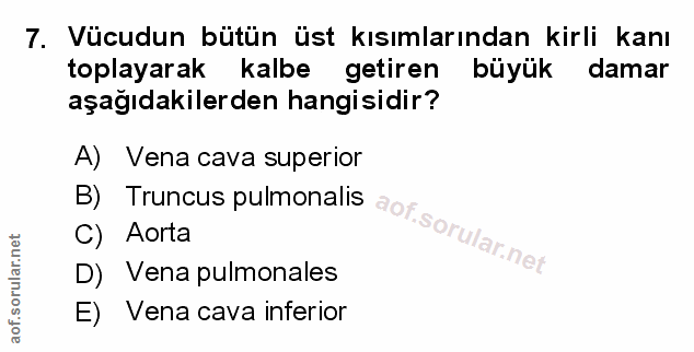 7. soru: Vücudun bütün üst kısımlarından kirli kanı toplayarak kalbe getiren büyük damar aşağıdakilerden hangisidir? A) Vena c…
