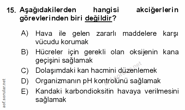 15. soru: Aşağıdakilerden hangisi akcigerlerin görevlerinden biri değildir? A) Hava ile gelen zararlı maddelere karşı vücudu ko…