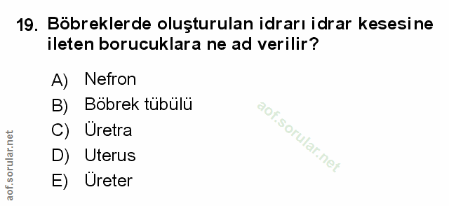 19. soru: Böbreklerde oluşturulan idrarı idrar kesesine ileten boruculara ne ad verilir? A) Nefron B) Bobrek tübülü C) Uretra D…