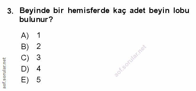 3. soru: Beyinde bir hemisferde kaç adet beyin lobu bulunur? A) 1 2 3 D) 4 E) 5