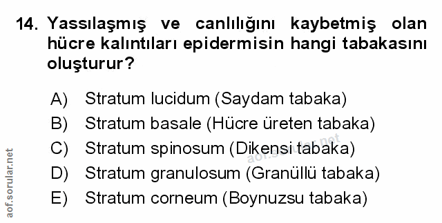 14. soru: Yassılaşmış ve canlılığını kaybetmiş olan hücre kalıntıları epidermisin hangi tabakasını oluşturur? A) Stratum lucidu…