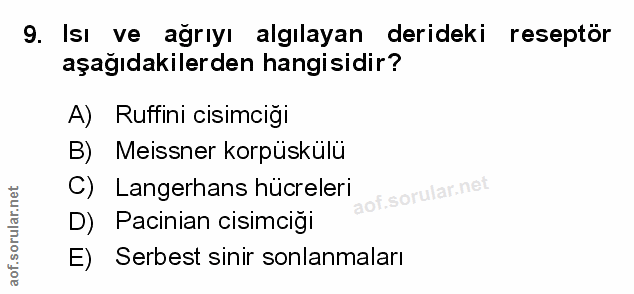 9. soru: Isı ve ağrıyı algılayan derideki reseptör aşağıdakilerden hangisidir? A) Ruffini cisimciği B) Meissner korpüskülü C)…