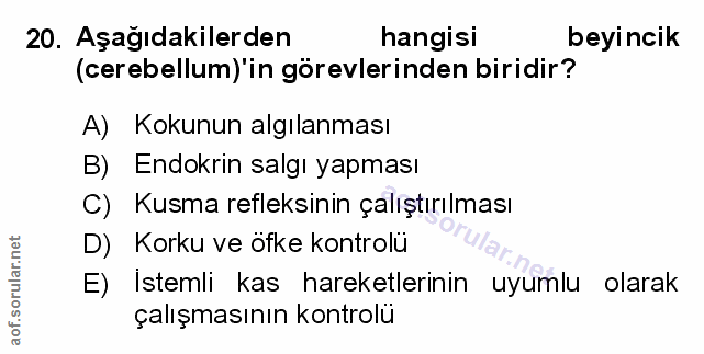 20. soru: Aşağıdakilerden hangisi beyincik (cerebellum)'in görevlerinden biridir? A) Kokunun algılanması B)E Endokrin salgı yap…