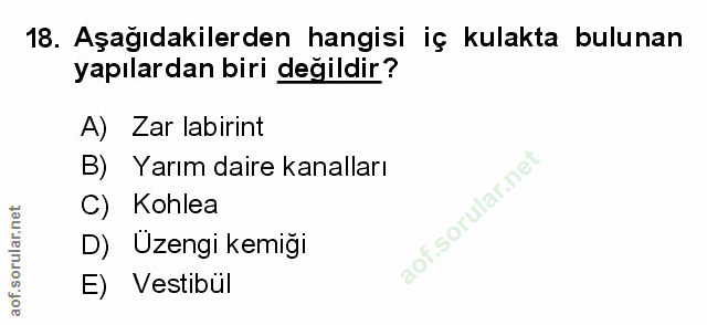 18. soru: Aşağıdakilerden hangisi iç kulakta bulunan yapılardan biri değildir ? A) Zar labirint B) Yarım daire kanalları C) Koh…