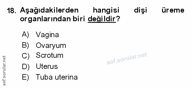 18. soru: Aşağıdakilerden hangisi dişi ureme organlarından biri değildir? A) Vagina B) Ovaryum C) Scrotum D) Uterus E) Tuba ute…