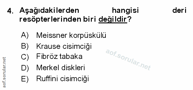 4. soru: Aşağıdakilerden hangisi deri resöpterlerinden biri değildir? A) Meissner korpüskülü B) Krause cisimciği C) Fibröz tab…