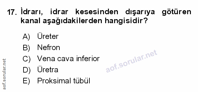 17. soru: İdrarı, idrar kesesinden dışarıya götüren kanal aşağıdakilerden hangisidir? A) Ureter B) Nefron C) Vena cava inferior…