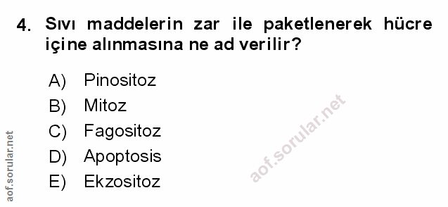 4. soru: Sıvı maddelerin zar ile paketlenerek hücre içine alınmasına ne ad verilir? A) Pinositoz B) Mitoz C) Fagositoz D) Apop…