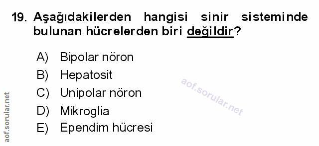 19. soru: Aşağıdakilerden hangisi sinir sisteminde bulunan hücrelerden biri değildir? A) Bipolar nöron B) Hepatosit C) Unipolar…