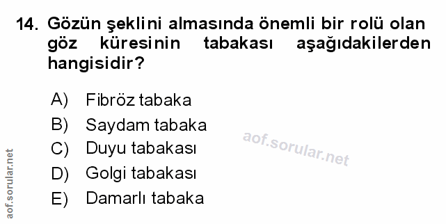 14. soru: Gözün şeklini almasında önemli bir rolü olan goz küresinin tabakası aşağıdakilerden hangisidir? A) Fibröz tabaka B) S…
