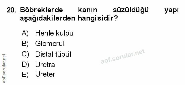 20. soru: Böbreklerde kanın süzüldüğü yapı aşağıdakilerden hangisidir? A) Henle kulpu B) Glomerul C) Distal tubül D) Uretra E)…