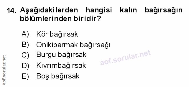 14. soru: Aşağıdakilerden hangisi kalın bağırsağın bölümlerinden biridir? A) Kör bağırsak B) Onikiparmak bağırsağı C) Burgu bağ…