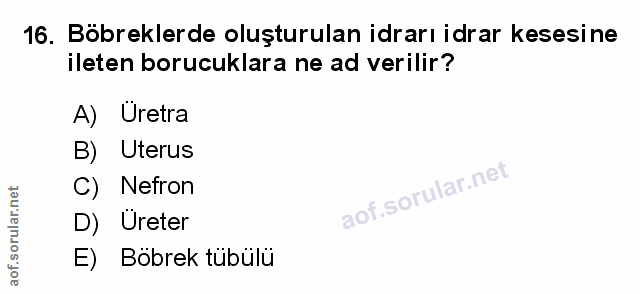 16. soru: Böbreklerde oluşturulan idrarı idrar kesesine ileten boruculara ne ad verilir? A) Uretra B) Uterus C) Nefron D) Urete…