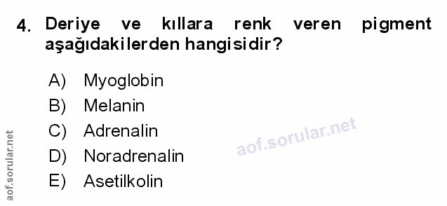 4. soru: Deriye ve kıllara renk veren pigment aşağıdakilerden hangisidir? A) Myoglobin B) Melanin C) Adrenalin D) Noradrenalin…