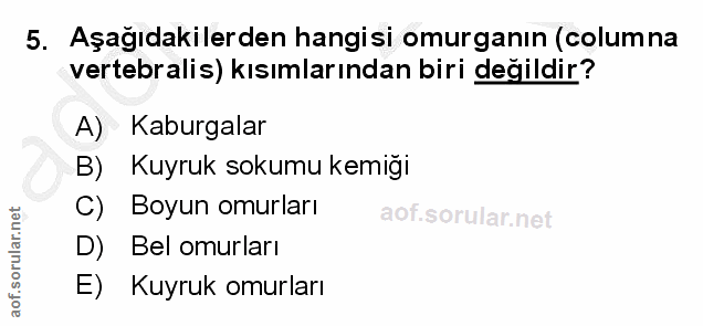5. soru: Aşağıdakilerden hangisi omurganın (columna vertebralis) kısımlarından biri değildir? A) Kaburgalar B) Kuyruk sokumu k…