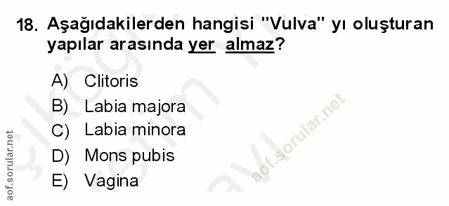 18. soru: Aşağıdakilerden hangisi "Vulva" yı oluşturan yapılar arasında yer almaz? A) Clitoris B) Labia majora Sorular.ne C) La…