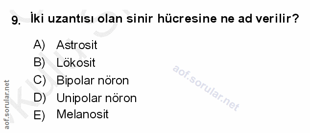 9. soru: Iki uzantısı olan sinir hücresine ne ad verilir? A) Astrosit B) Lökosit C) Bipolar nöron D) Unipolar nöron E) Melanosit
