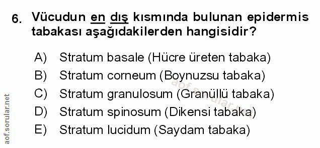 6. soru: Vücudun en dış kısmında bulunan epidermis tabakası aşağıdakilerden hangisidir? A) Stratum basale (Hücre üreten tabaka…