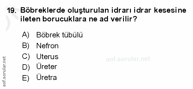 19. soru: Böbreklerde oluşturulan idrarı idrar kesesine ileten borucuklara ne ad verilir? A) Böbrek tübülü B) Nefron C) Uterus…