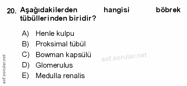 20. soru: Aşağıdakilerden hangisi böbrek tübüllerinden biridir? A) Henle kulpu B) Proksimal tübül C) Bowman kapsülü D) Glomerul…