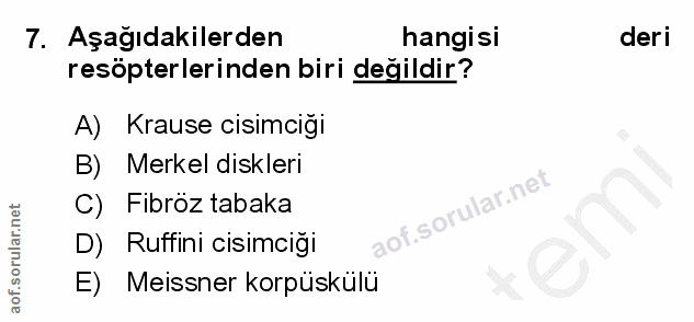 7. soru: Aşağıdakilerden hangisi deri resöpterlerinden biri değildir? A) Krause cisimcigi B) Merkel diskleri C) Fibröz tabaka…