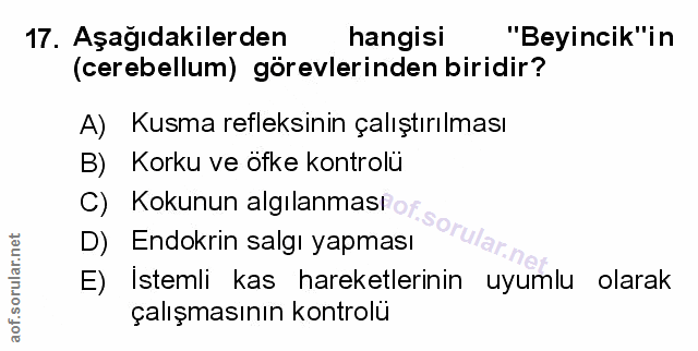 17. soru: Aşağıdakilerden hangisi "Beyincik"in (cerebellum) görevlerinden biridir? A) Kusma refleksinin çalıştırılması B) Korku…