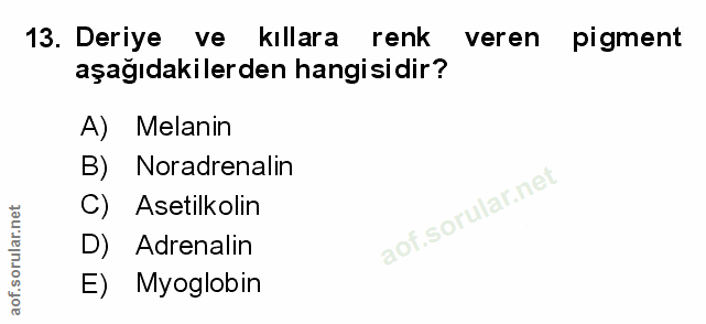 13. soru: Deriye ve kıllara renk veren pigment aşağıdakilerden hangisidir? A) Melanin B) Noradrenalin C) Asetilkolin D) Adrenal…