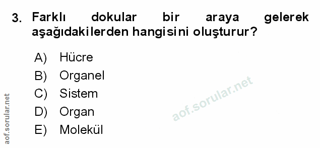 3. soru: Farklı dokular bir araya gelerek aşağıdakilerden hangisini oluşturur? A) Hücre B) Organel C) Sistem D) Organ E) Molekül