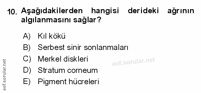10. soru: Aşağıdakilerden hangisi derideki ağrının algılanmasını saglar? A) Kıl kokü B) Serbest sinir sonlanmaları C) Merkel di…