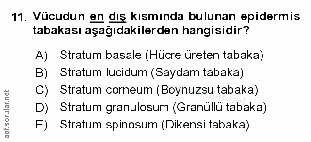 11. soru: Vücudun en dış kısmında bulunan epidermis tabakası aşağıdakilerden hangisidir? A) Stratum basale (Hücre üreten tabaka…