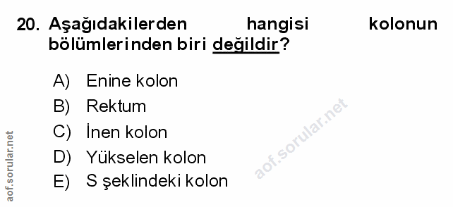 20. soru: Aşağıdakilerden hangisi kolonun bölümlerinden biri değildir? A) Enine kolon B) Rektum lar.net C) Inen kolon D) Yuksel…