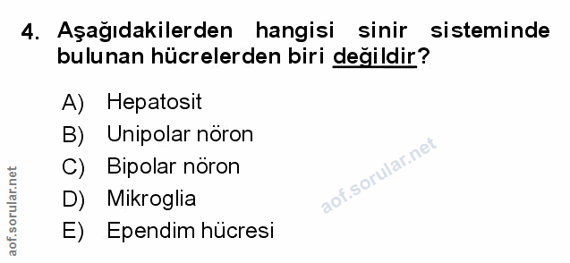 4. soru: Aşağıdakilerden hangisi sinir sisteminde bulunan hücrelerden biri değildir? A) Hepatosit B) Unipolar nöron C) Bipolar…