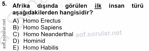 5. soru: Afrika dışında görülen ilk insan türü aşağıdakilerden hangisidir? A) Homo Erectus B) Homo Sapiens C) Homo Neanderthal…
