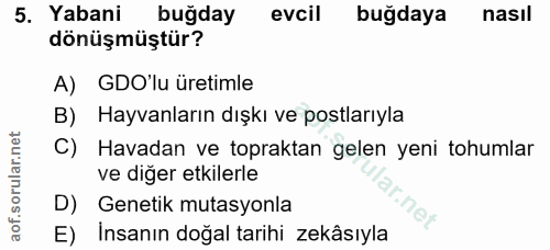 5. soru: Yabani buğday evcil buğdaya nasil dönüşmüştür? A) GO'lu üretimle B) Hayvanların dışkı ve postlarıyla C) Havadan ve to…